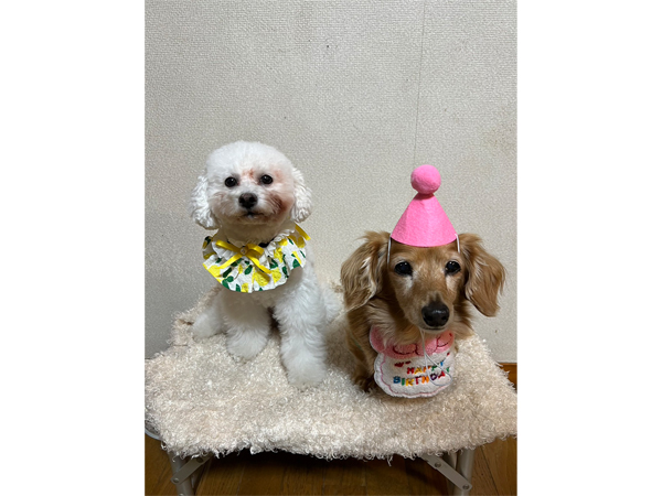 モデル犬卒業後、里親さん宅での様子♪～モアナちゃん～